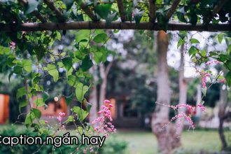 caption hay ngan ve tinh yeu cuoc song