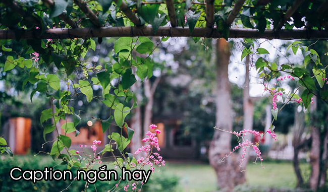 caption hay ngan ve tinh yeu cuoc song