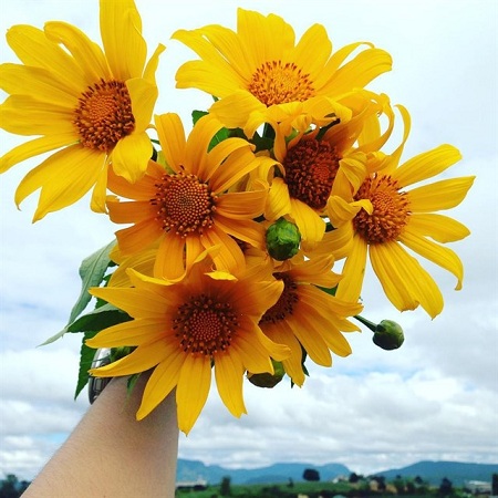 dac san chi co rieng o da lat trong thang 11