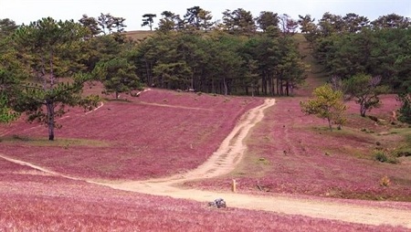 dac san chi co o da lat thang 11