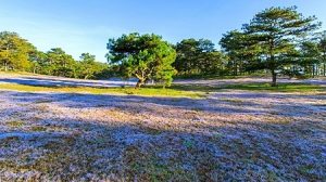dac san chi co rieng o da lat vao thang 11 la nhung gi