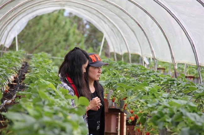 nhung vuon dau tuy dep tai da lat