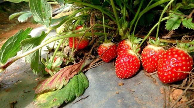 nhieu vuon dau dep nen di tai da lat