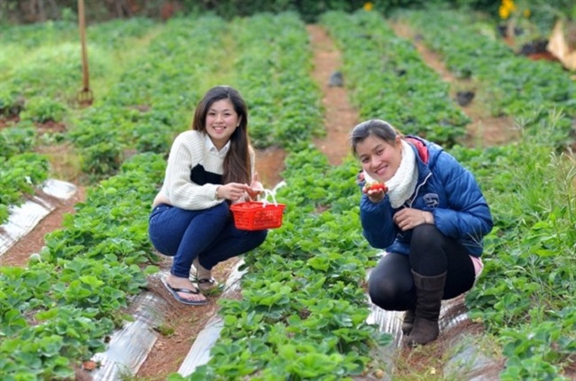 vuon dau 88 tuyet dep tai da lat