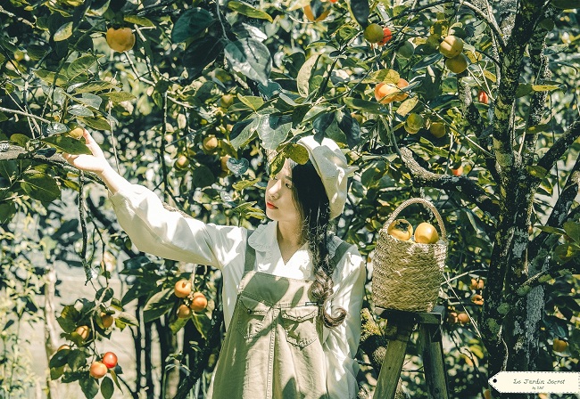 vuon hong dia diem moi tai da lat