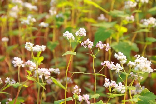 50-status-chao-thang-1-am-ap-tinh-yeu-thuong-va-chao-don-nam-moi-6