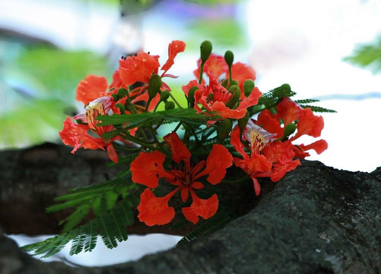 tuyen-tap-nhung-status-chao-thang-6-voi-hinh-anh-hoa-phuong-1