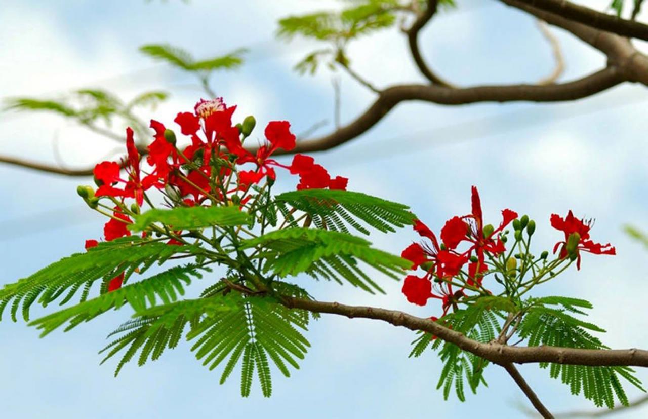 tuyen-tap-nhung-status-chao-thang-6-voi-hinh-anh-hoa-phuong-2
